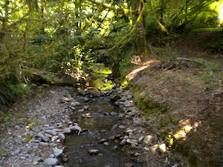 Photo of a creek running through a forest